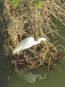 Egret, American River, Fair Oaks Bridge, morning, wildlife returns