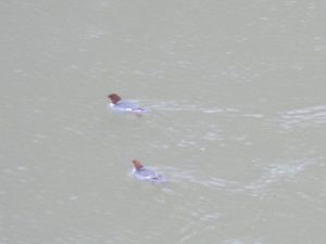 ducks, dive, disappear, American River, Fair Oaks Bridge