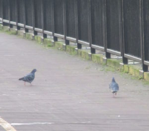 pigeons, Fair Oaks Bridge, American River, wildlife returns