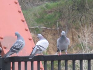 pigeons, Fair Oaks Bridge, American River