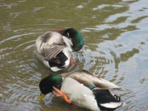 ducks, hygiane, morning, boat launch ramp, American River, Mallards