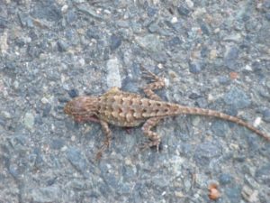 lizard, American River Parkway, wildlife