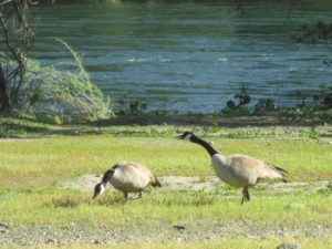 Canada geese, American River, water, wildlife, Fair Oaks Bridge, Fair Oaks,flood