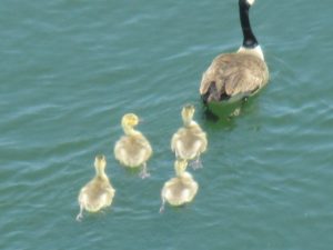Canada Geese, gostlings, swim, webbed feet, American River, Fair Oaks, boat launch ramp