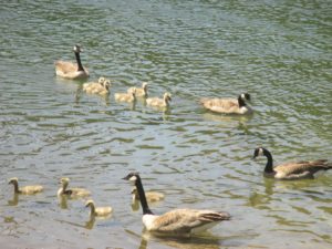 Canada Geese, goslings, swim, American River, Fair Oaks, boat launch ramp