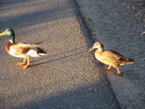 ducks, food, walk, American River Parkway, bike path