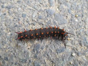 caterpillar, Amerian River Parkway, cyclist, bike trail, morning