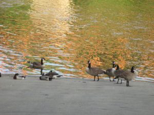 Canada Geese, boat launch ramp, American River, Fair Oaks Bridge, American River Parkway, ducks, pigeons