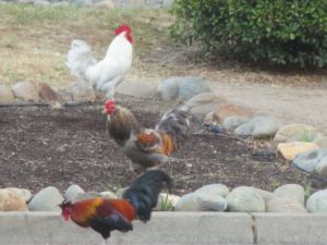 Fair Oaks chickens, chickens, morning, Fair Oaks, Fair Oaks Bridge, water, 
