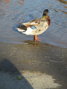 lizard, pushups, mallard, feeding time, American River, Fair Oaks Bridge, morning, grape, eat