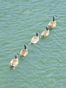 Canada Geese, American River, Fair oaks, Fair Oaks Bridge, swim, swimming, float, river, morning