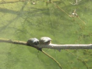 turtles, Fair Oaks Bridge, American River, morning, water, wildlife, walking, discovery