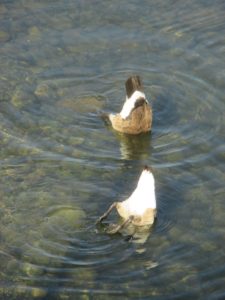 Canada Geese, upside down, feeding, bobbing, morning, Fair Oaks Bridge, American River, water, swimming, diving