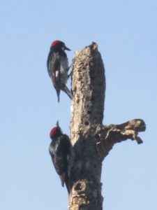 woodpecker,American river,