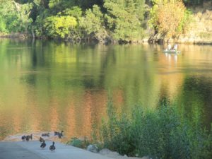 American River, fishing, Fair Oaks Bridge, ducks, morning