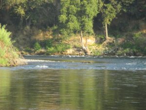 American River, salmon, seagulls, Fair Oaks, fishing, morniing