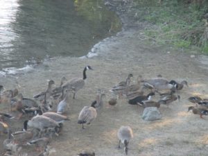 Canada Geese, riverbank, American River, morning