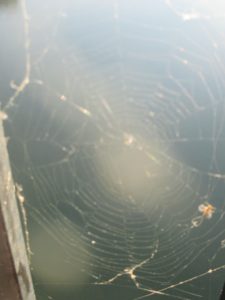 spider, spider web, Fair Oaks Bridge, American River, water, morning, write, nature