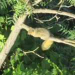 squirrel, American River, American River Parkway, trees, Fair Oaks Bridge, mornings