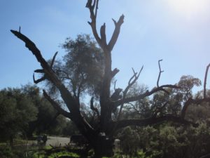 woodpeckers, American River Parkway, home, tree