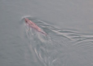 beaver, morning, Fair Oaks Bridge, American River, wildlife