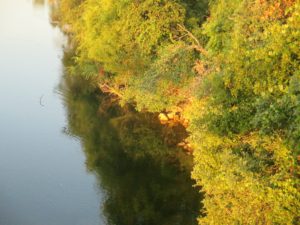 trees, shrubs, American River, mornings, peaceful