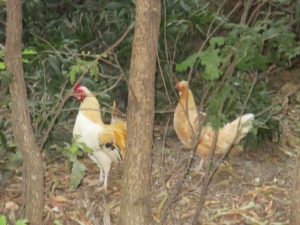 Fair Oaks, chickens, morning, crowing, singing, harmony, sunrise, American River, Fair Oaks Bridge