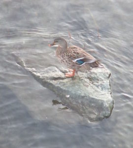 diverse wildlife, Mallard, salmon, American River, water, Fair Oaks Bridge