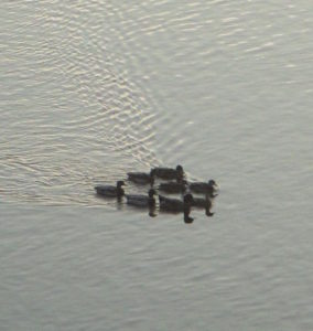 mallards, morning, Fair Oaks Bridge, ducks, swim, peaceful