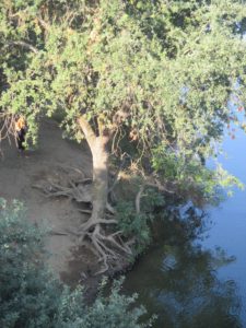 American River, trees, erosion, ducks, morning, Fair Oaks Bridge