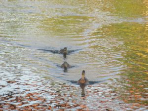 ducks, American River, swim, ducklings, water