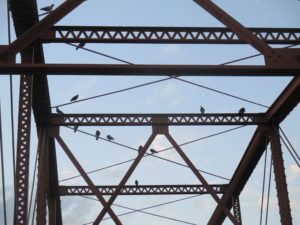 pigeons, American River, Fair Oaks Bridge, mornings, sunrise