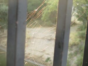 spider web, morning, Fair Oaks Bridge, Great Blue Heron