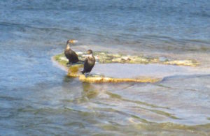 mallard speak, American River, Fair Oaks Bridge, morning, salmon, Cormorant