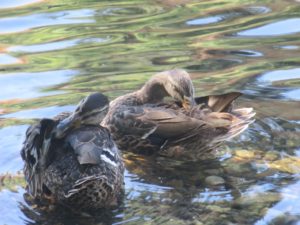 rituals, ducks, Mallards, morning, Fair Oaks Bridge, American River