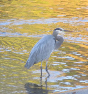 Great Blue Heron, clouds, fishermen, fishing nets, American River, Fair Oaks Bridge, morning, writing, nature, outdoors, wildlife