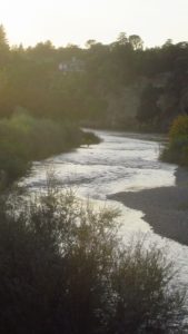 narrow, American River, Fair Oaks Bridge, salmon, ducks, swim, morning, Mallard speak