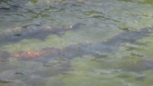 salmon at hatchery, fish ladder, American River, spawn