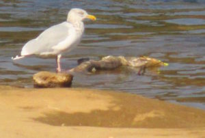 seagull, salmon, American River,