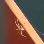 spider, Fair Oaks Bridge, mornings, American River