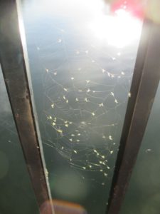 mornings, Fair Oaks Bridge, American River, spiders, spider webs, prey, predator, water, nature, outdoors, bridge,