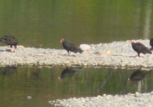 turkey vulture, salmon, seagulls, American River Parkway