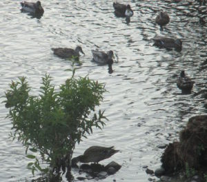 ducks, water, American River, Fair Oaks, Fair Oaks Bridge, rain
