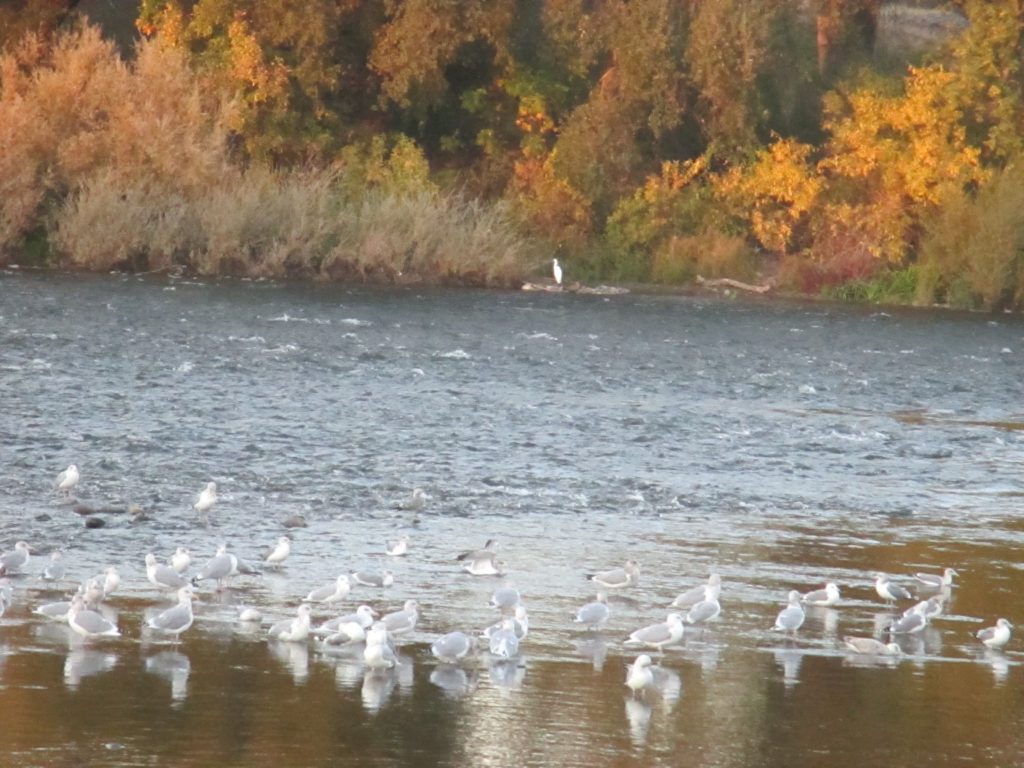 Egret, salmon, seagulls, morning, rain, visitors, Fair Oaks Bridge, Fair Oaks, American River, quiet