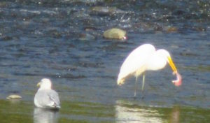 Egret, salmon, Fair Oaks Bridge, feast, morning, American River