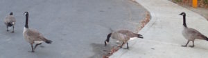 Canada Geese, Great Blue Heron, mornings, Fair Oaks Bridge, American River