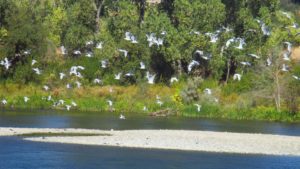 seagulls, fly, salmon, American River
