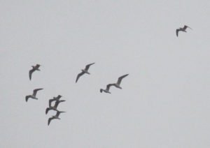 seagulls, flight, mornings, rain, Fair Oaks Bridge, American River, salmon