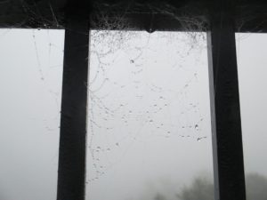spider web, Fair Oaks Bridge, mornings, rain, American River, salmon, seagulls, ducks,