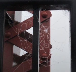 spider web, Fair Oaks Bridge, American River,fog